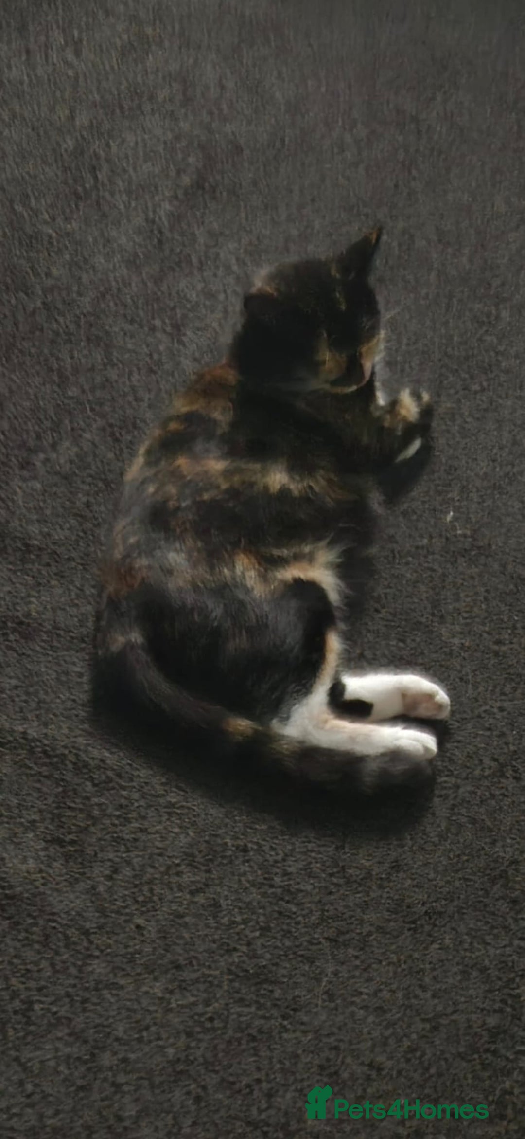 Mixed Breed cats for sale: Kittens for sale  - Image 3