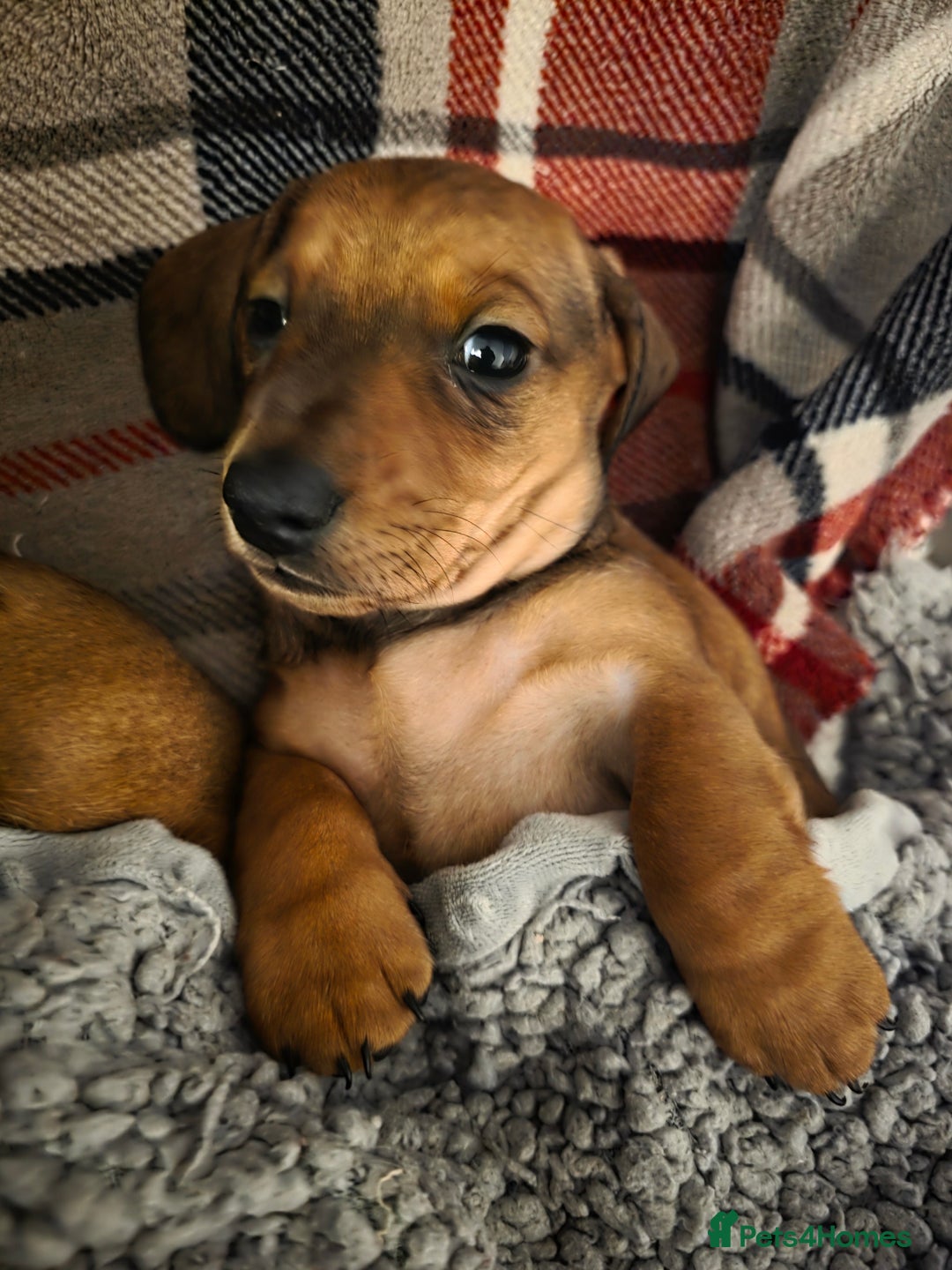 Miniature Dachshund dogs for sale: Miniture dashaunds  - Advert 19