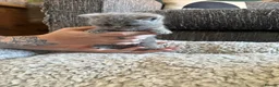 British Shorthair cats for sale: Born 20/7/26 ready to go first week October  - Advert 16