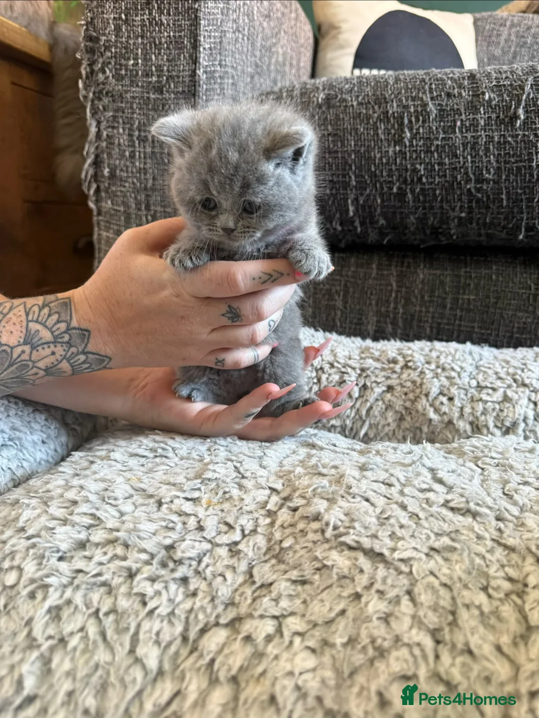 British Shorthair cats for sale: Born 20/7/26 ready to go first week October  - Advert 16