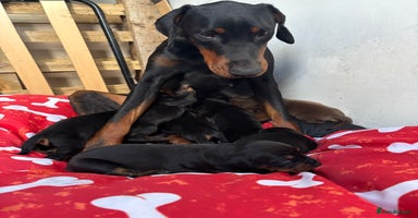 Dobermann dogs - Advert 31