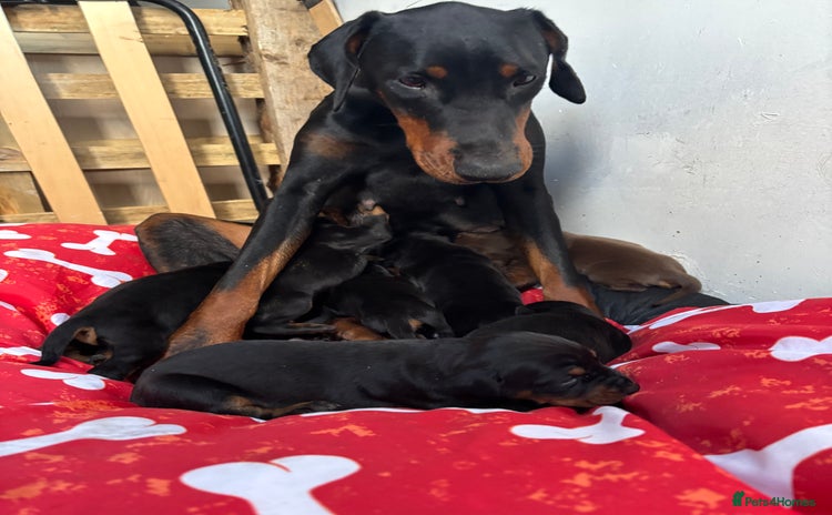 Dobermann dogs - Advert 1