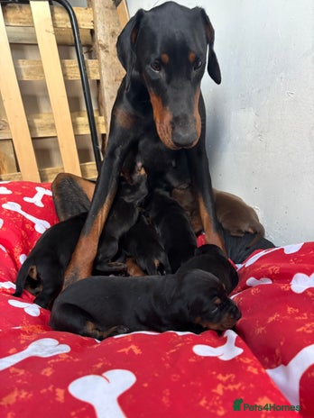 Dobermann dogs - Advert 1