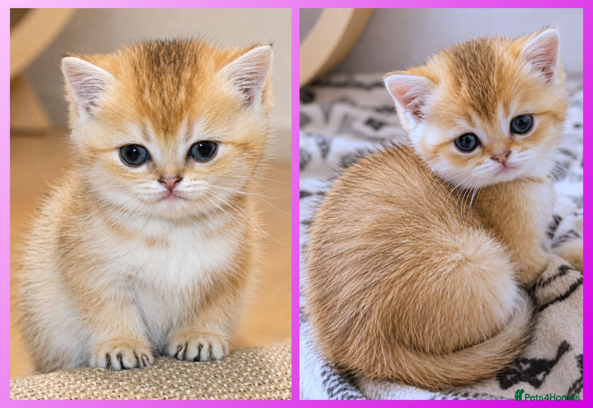 British Shorthair cats 🩷LAST GIRL 📌GOLDEN NY 12 🏆 BSH 🐾 GCCF & TICA - Advert 1