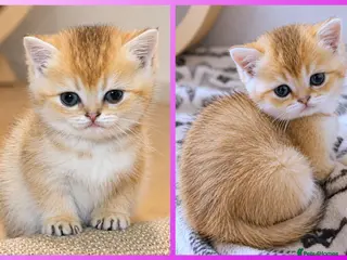 British Shorthair cats 🩷LAST GIRL 📌GOLDEN NY 12 🏆 BSH 🐾 GCCF & TICA - Advert 1