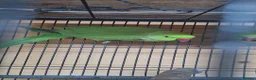 Ringnecks birds for sale: Indian ringneck  in Glasgow - Advert 3