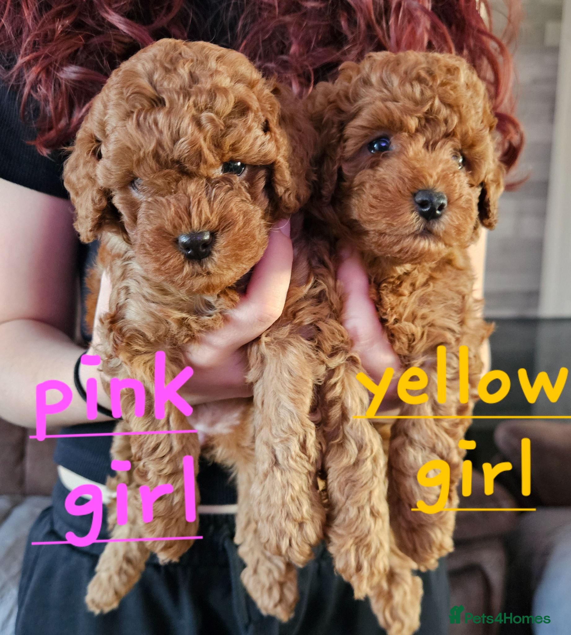 Cockapoo dogs 🐶 Lovable Teddy Bear red Toy Cockapoo Puppies 🐶  - Advert 1