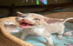 Devon Rex cats for sale: Adorable pure Devon Rex kittens  - Image 32