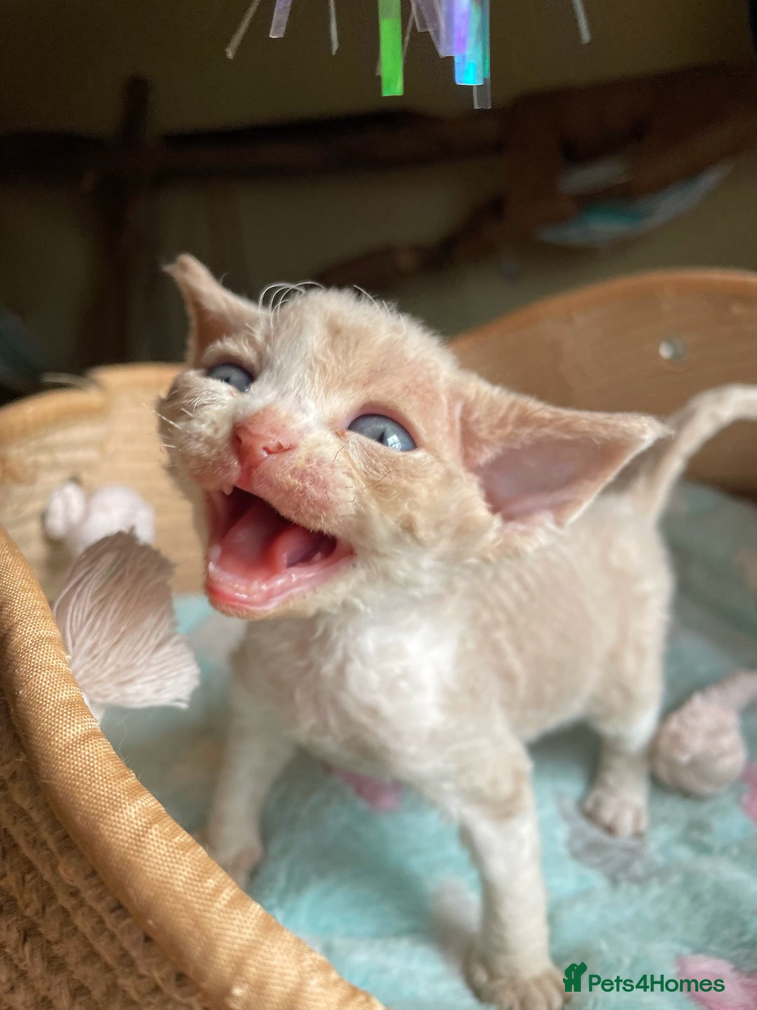 Devon Rex cats for sale: Adorable pure Devon Rex kittens  - Image 32
