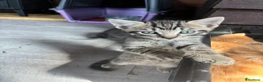 Mixed Breed 3