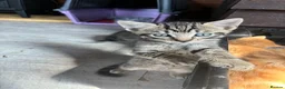 Mixed Breed cats for sale: Mixed Breed Kittens - Advert 10