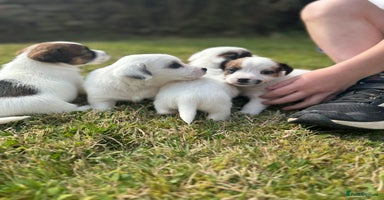 Jack Russell dogs - Advert 2