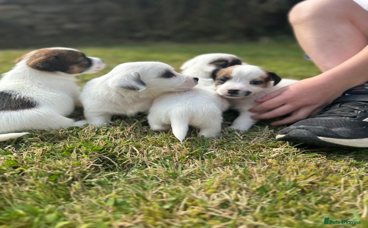 Jack Russell dogs - Advert 1