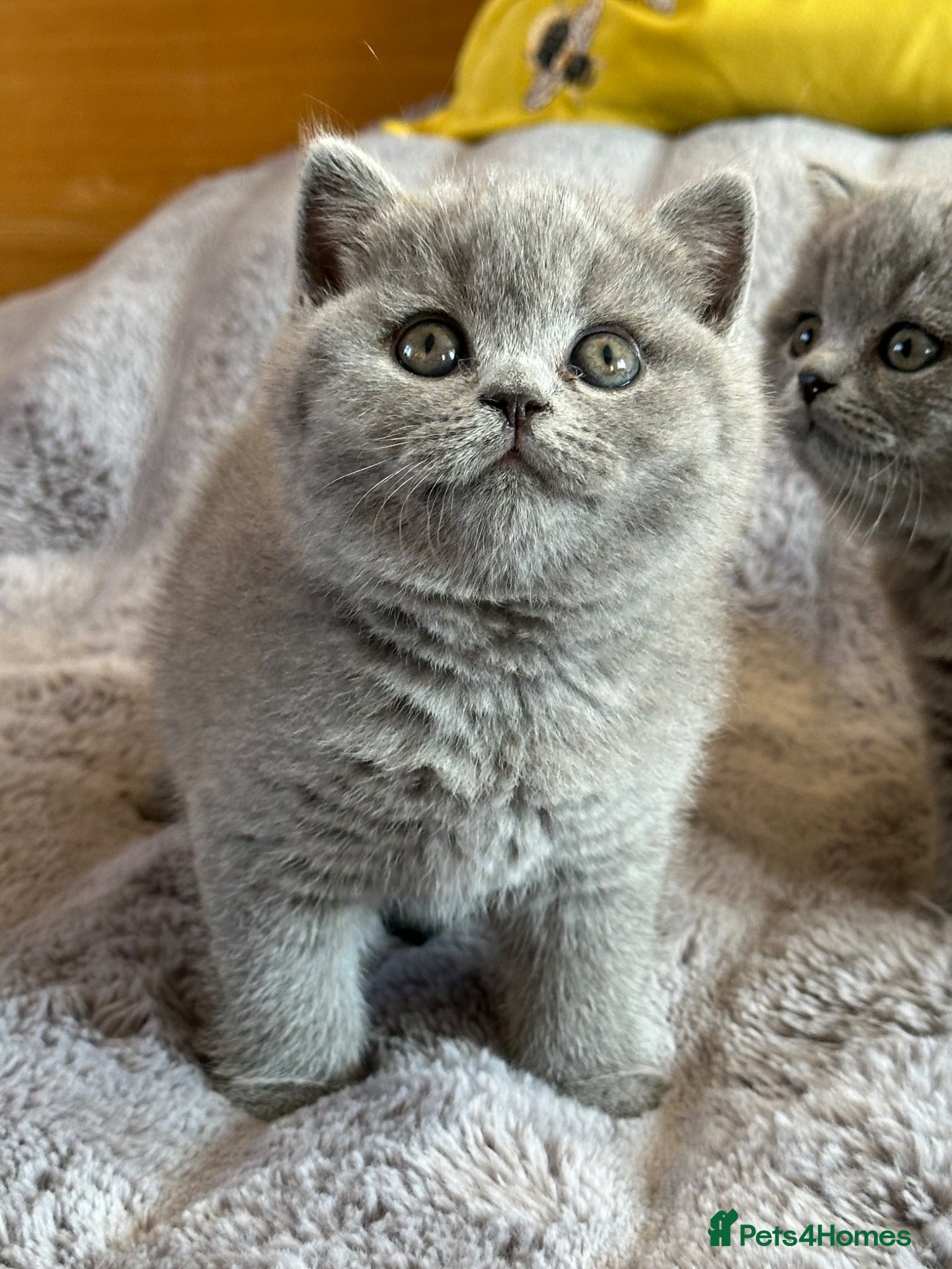 British Shorthair cats Gccf registered kittens  - Advert 2