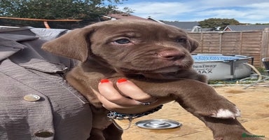 Mixed Breed dogs - Advert 3