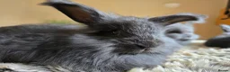 Angora rabbits for sale: Quality Angora Rabbits  - Advert 12