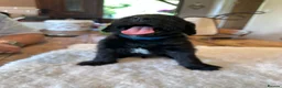 Labradoodle dogs for sale: Beautiful happy labradoodle puppies Ready 15.07.26 - Advert 8