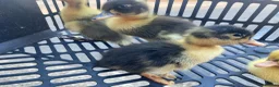 Ducks poultry for sale: Cherry Valley Pekin Ducklings - Advert 9
