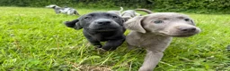 Labrador Retriever dogs for sale: Labrador Retriever Pups – Merle, Silver & Charcoal - Advert 2