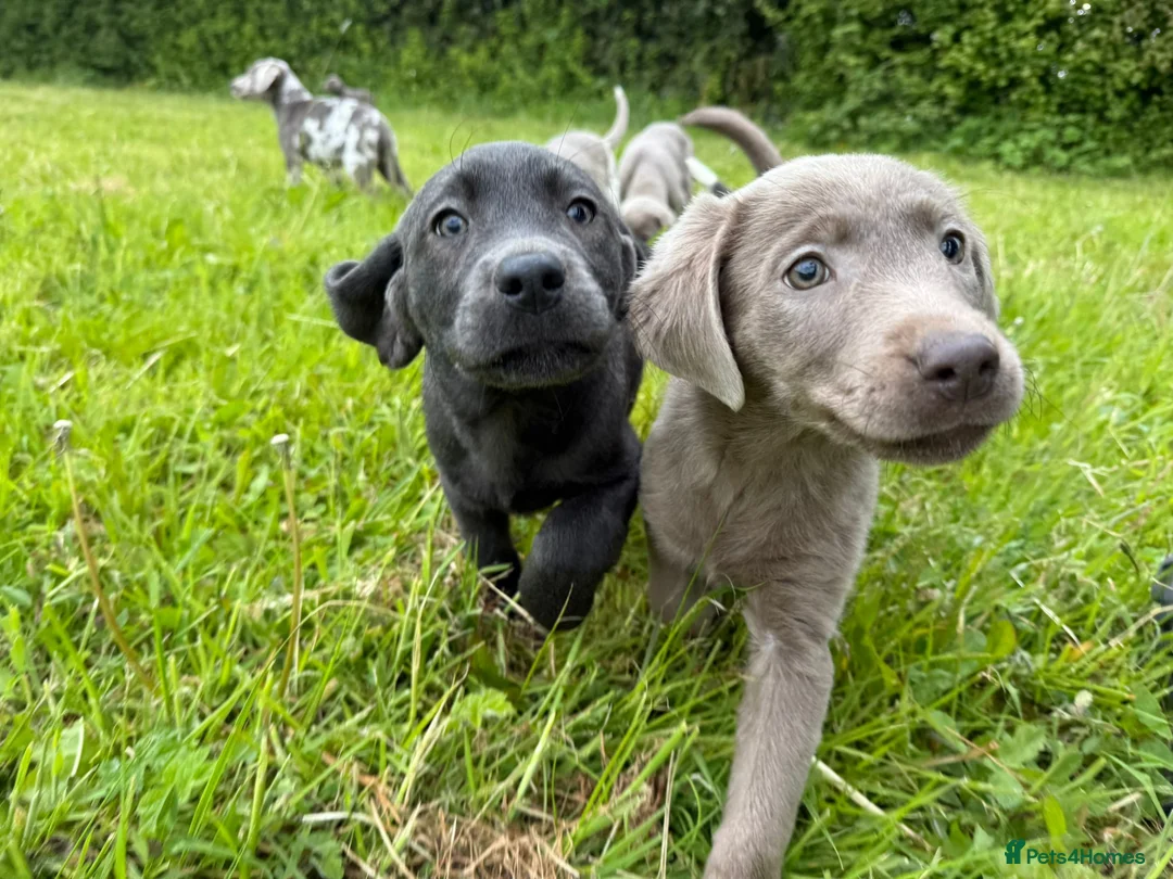 Labrador Retriever dogs for sale: Labrador Retriever Pups – Merle, Silver & Charcoal - Advert 2