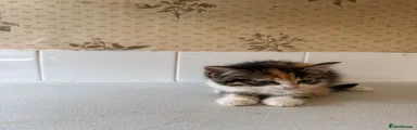 Large Calico Kitten