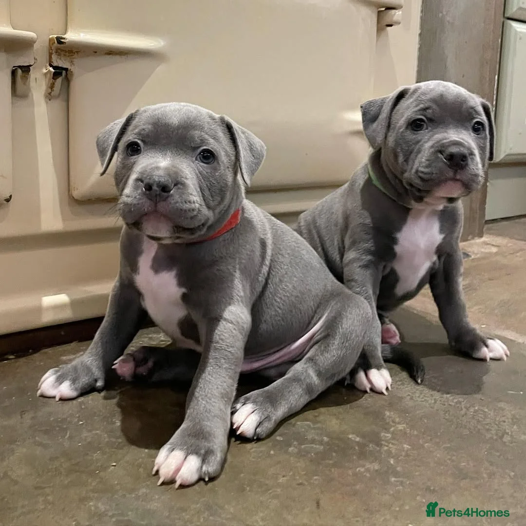 Staffordshire Bull Terrier dogs for sale: Beautiful Staffordshire Bull Terrier Puppies in Manchester - Advert 10