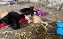Mixed Breed cats for sale: Farm kittens for sale  - Image 6