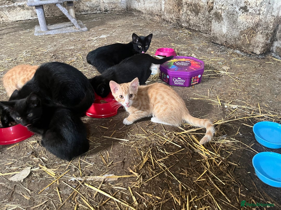 Mixed Breed cats for sale: Farm kittens for sale  - Image 6