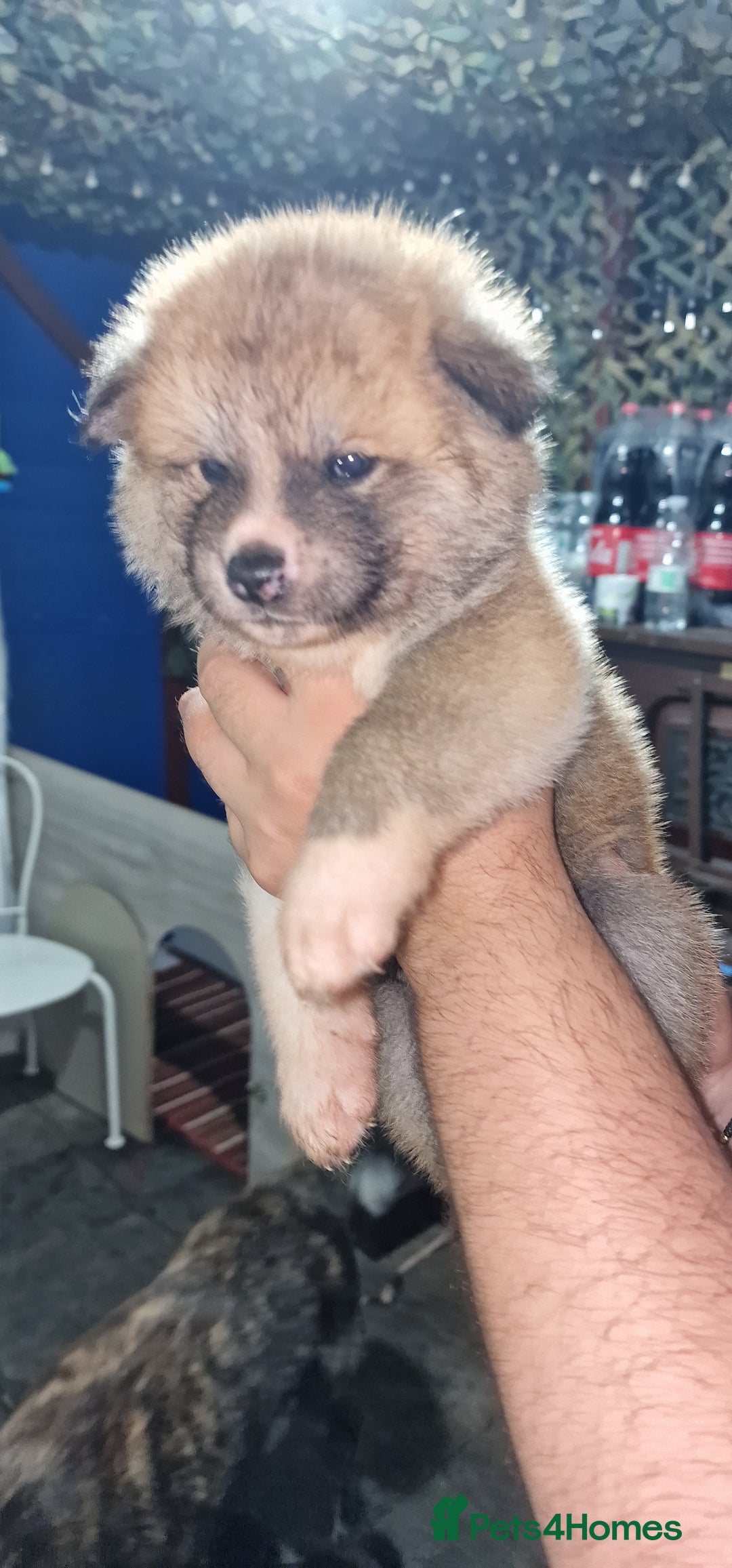 Akita dogs for sale: Akita Inu Japonese - Image 17
