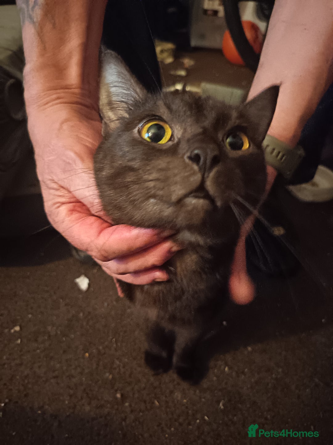 Mixed Breed cats for sale: Kittens - Advert 2