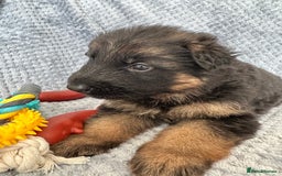 German Shepherd dogs for sale: K/C Registered German Shepherd Puppies  - Image 28