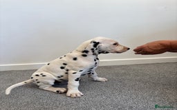 Dalmatian dogs for sale: Dalmatian  - Image 9