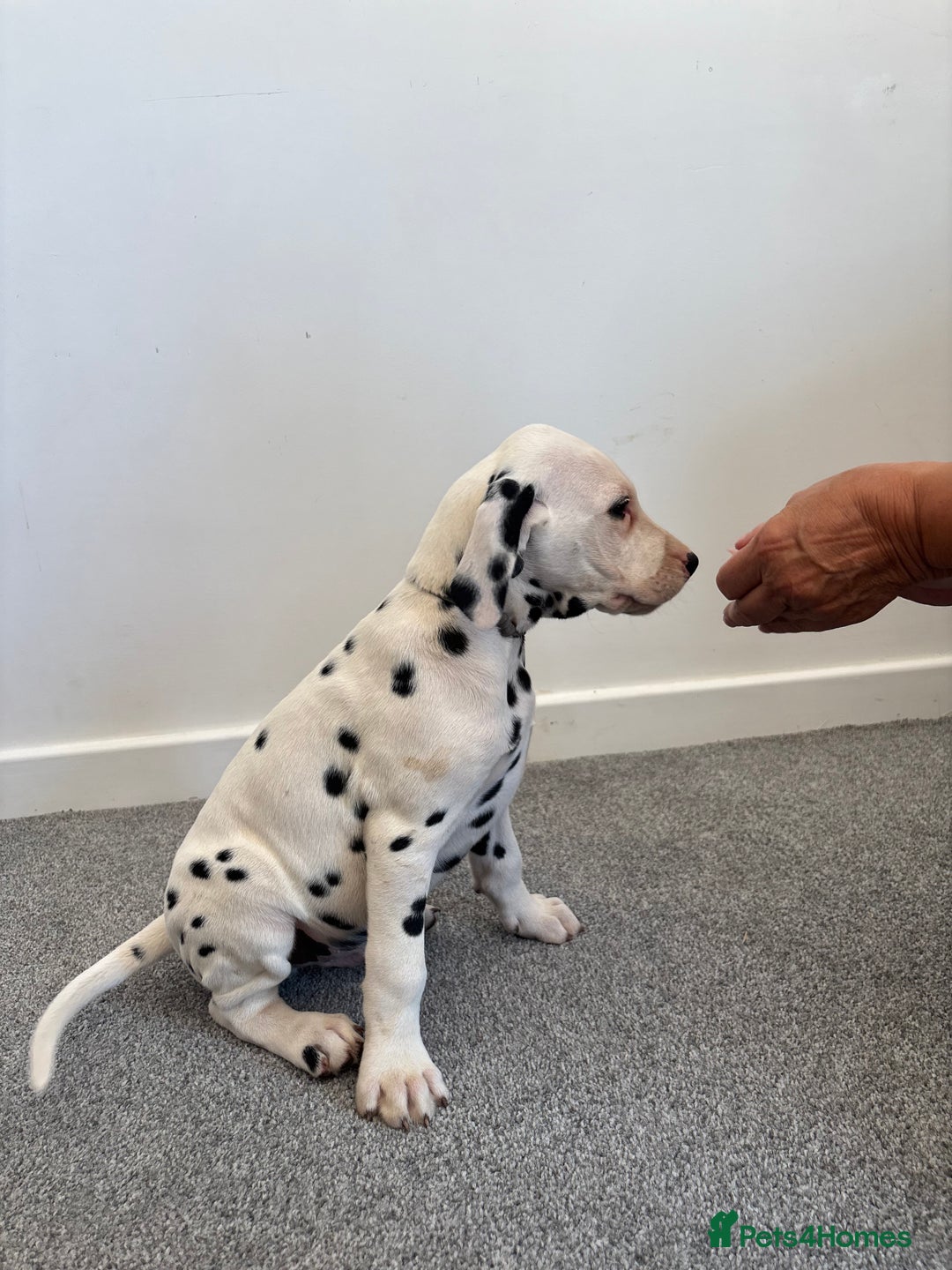 Dalmatian dogs for sale: Dalmatian  - Image 9