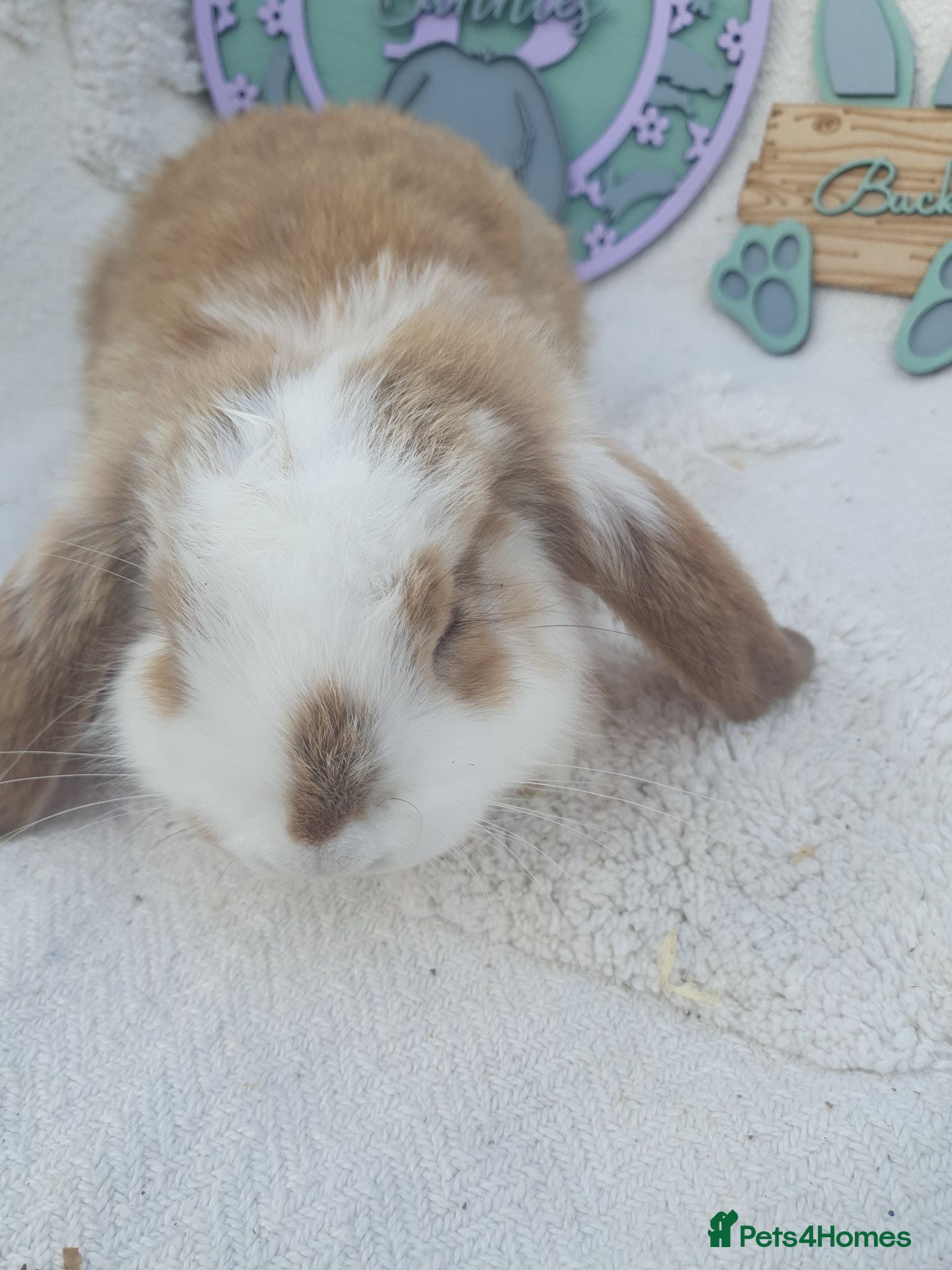 French Lop rabbits Giant French Lop Babies - Advert 2