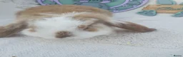French Lop rabbits for sale: Giant French Lop Babies - Advert 2