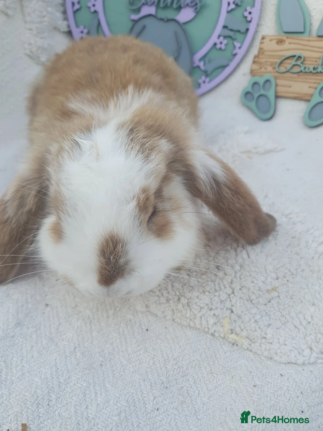 French Lop rabbits for sale: Giant French Lop Babies - Advert 2