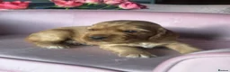 Mixed Breed dogs for sale: RARE MINIGOLDEN RETRIEVERS/DAKOTA SPORT RETRIEVERS - Advert 12