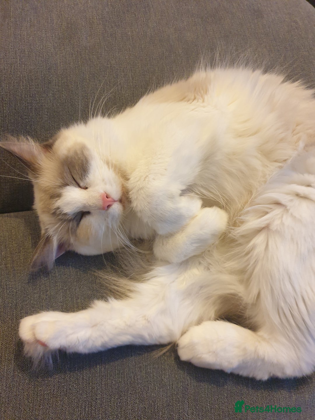 Ragdoll cats for sale: 2 ragdoll cats for rehoming - Image 14