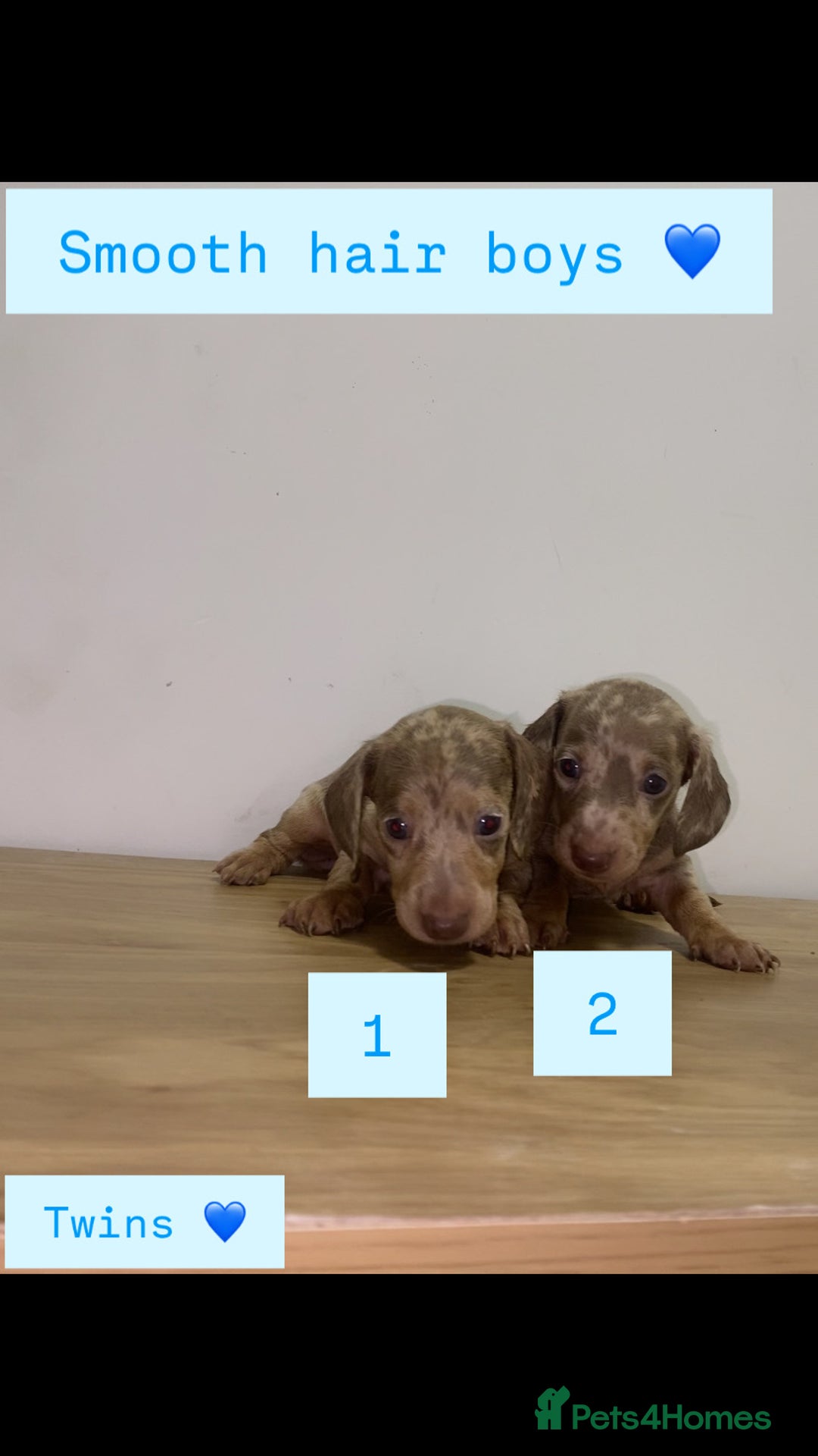 Miniature Dachshund dogs for sale: Miniature dachshund puppies🥰 - Advert 10