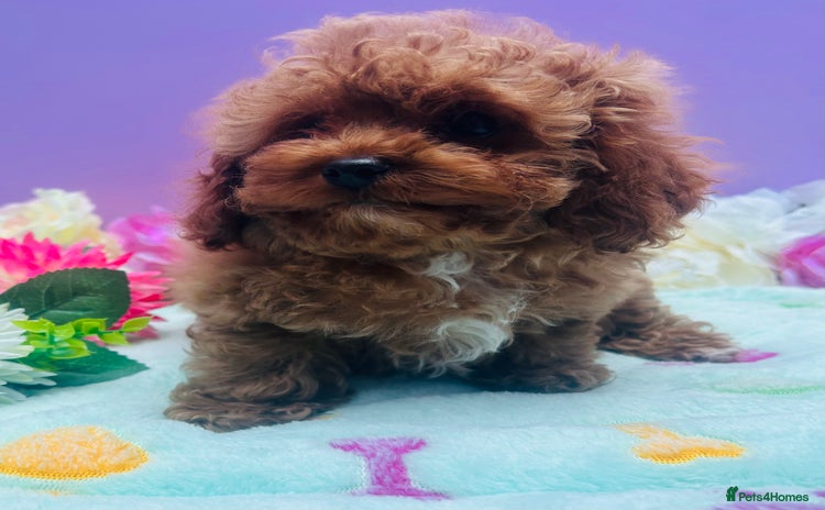 Cavapoo dogs - Advert 1