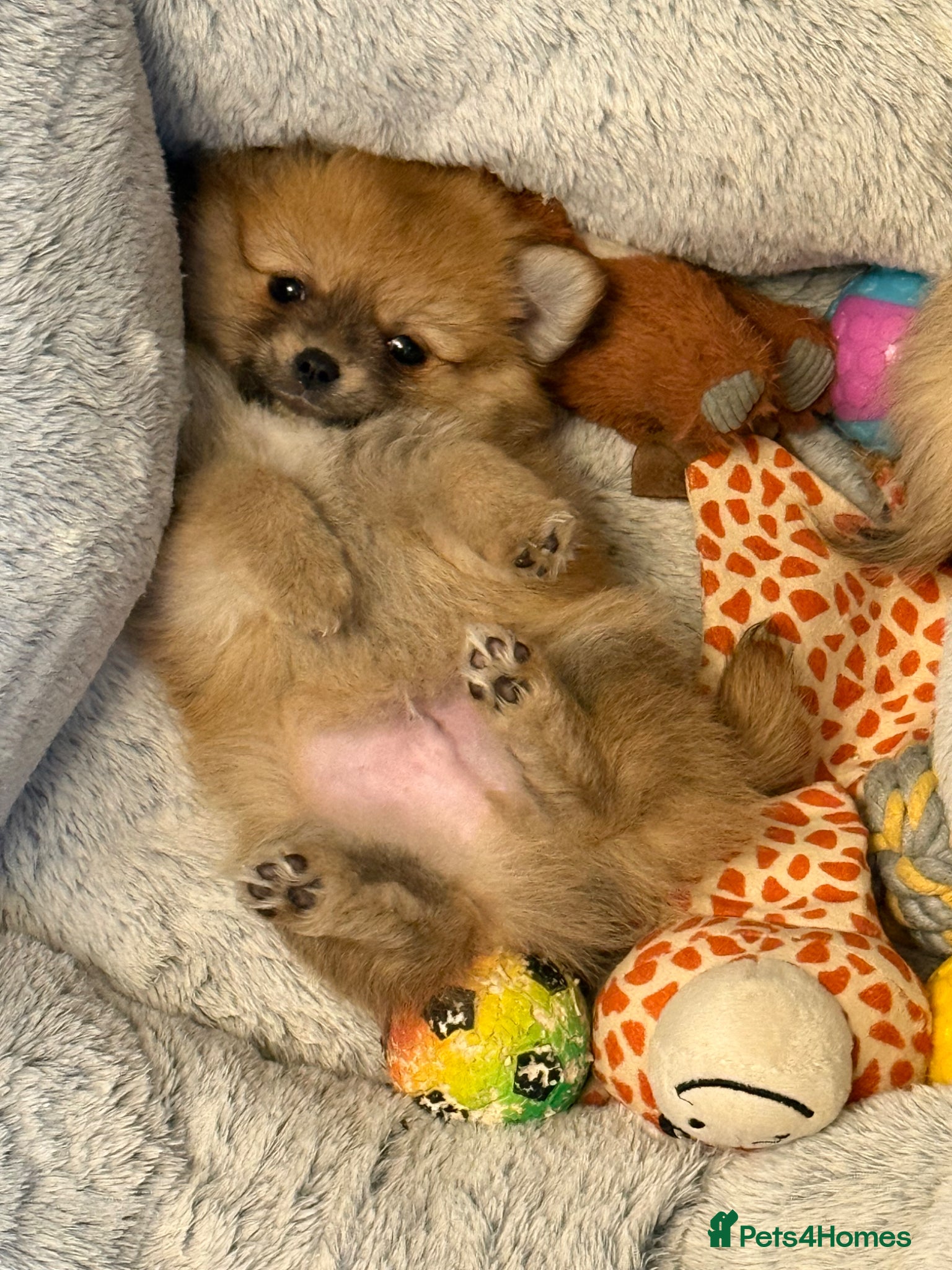 Pomchi dogs Pomchi boys - Advert 6