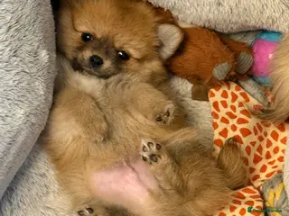 Pomchi dogs Pomchi boys - Advert 6