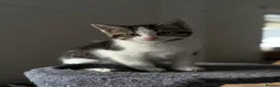 Maine Coon cats for sale: 3x Maine Coon kittens available NOW - Advert 11