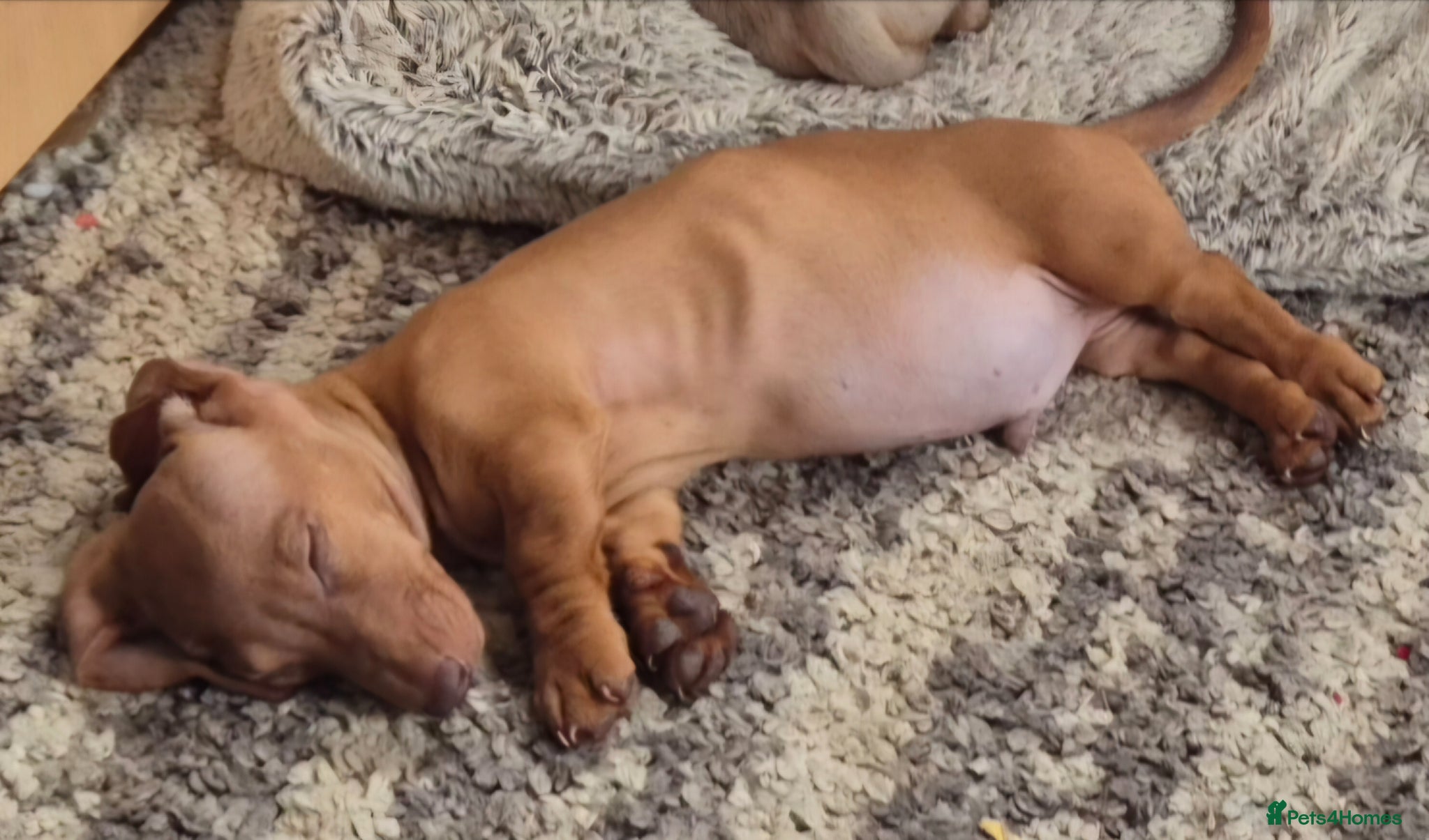 Dachshund dogs 2 Beautiful male miniature Dachshunds - Advert 17