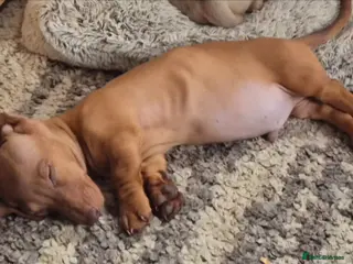 Dachshund dogs 2 Beautiful male miniature Dachshunds - Advert 17