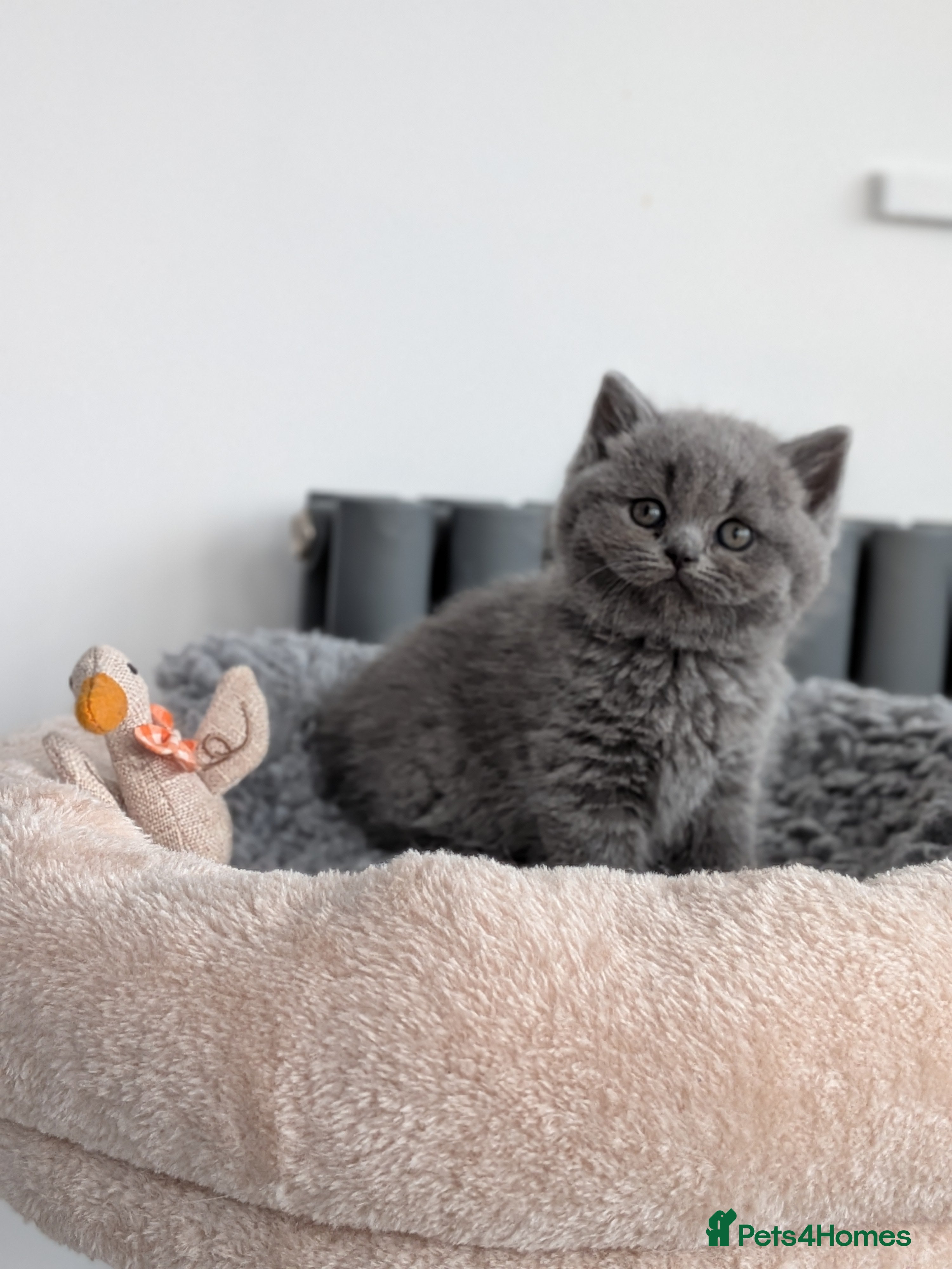 British Shorthair cats British Shorthair kittens  - Advert 6
