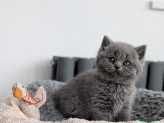 British Shorthair cats British Shorthair kittens - Advert 4