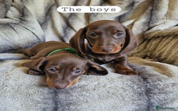 Miniature Dachshund dogs for sale: *READY TO LEAVE 2 LEFT* Miniature Dachshunds in Market Harborough - Image 8