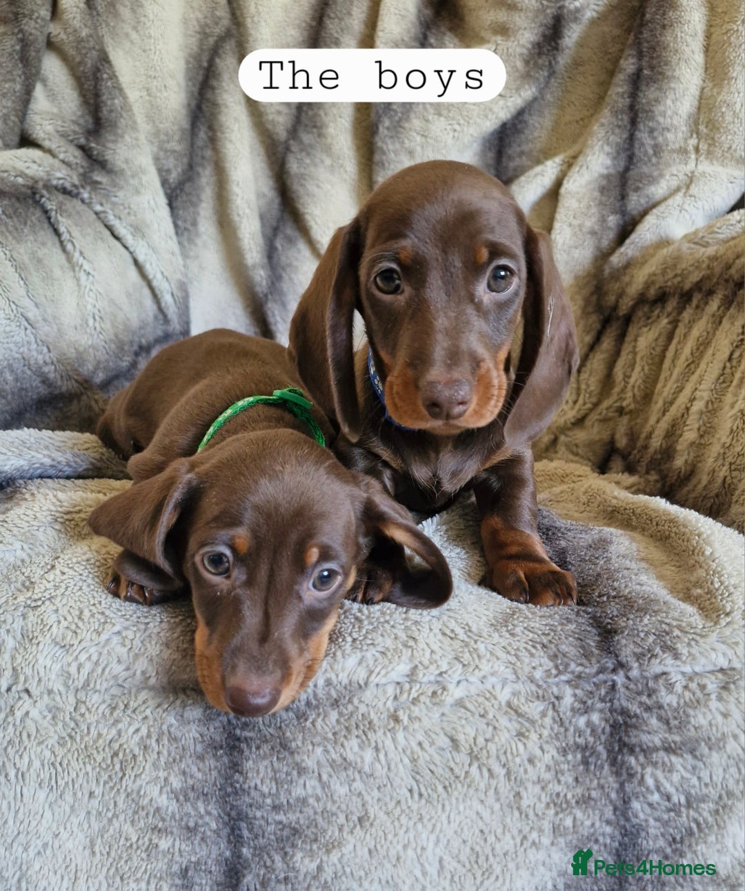 Miniature Dachshund dogs for sale: *READY TO LEAVE 2 LEFT* Miniature Dachshunds in Market Harborough - Image 8