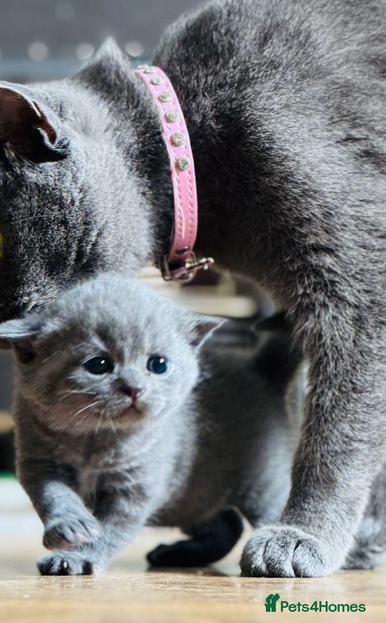 British Shorthair cats Chunky blue bsh/russian blue - Advert 9
